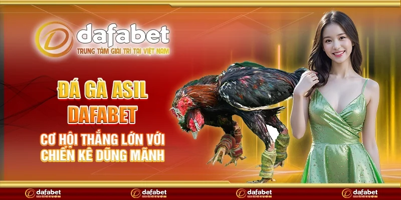 Đá gà asil Dafabet - Cơ hội thắng lớn với chiến kê dũng mãnh