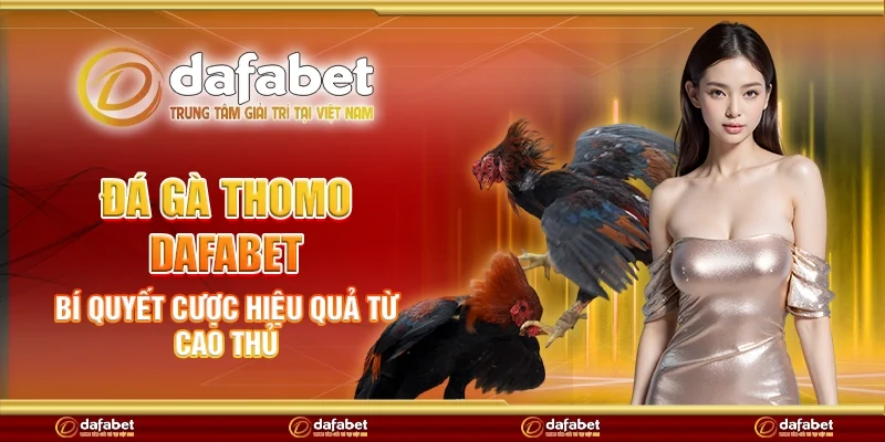 Đá gà thomo Dafabet - Bí quyết cược hiệu quả từ cao thủ