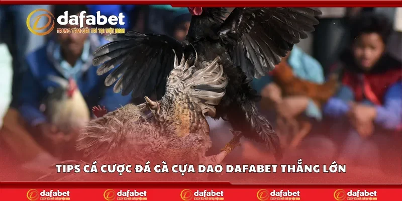 Bí kíp cá cược đá gà cựa dao Dafabet thắng lớn