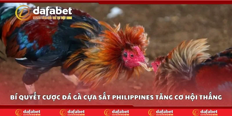 Bí quyết cá cược đá gà cựa sắt Philippines Dafabet tăng cơ hội thắng