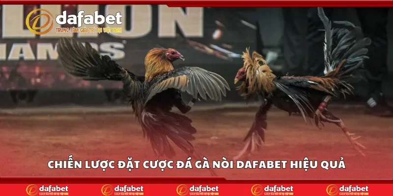 Bí quyết đặt cược đá gà nòi Dafabet hiệu quả
