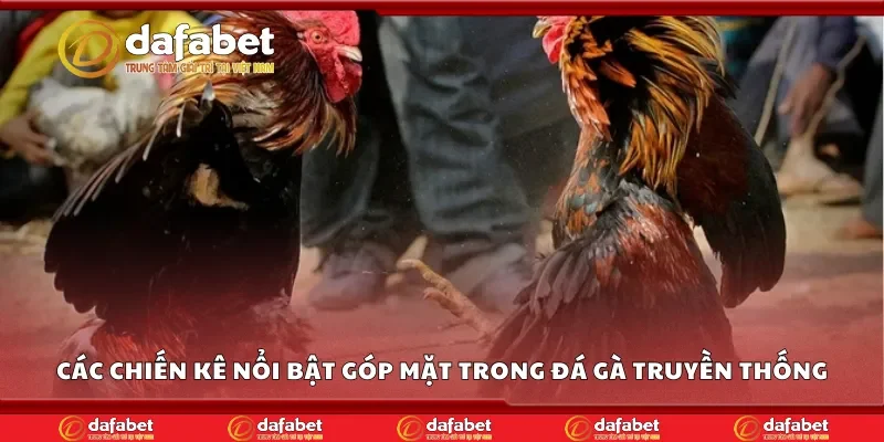 Các chiến kê nổi bật góp mặt trong đá gà truyền thống
