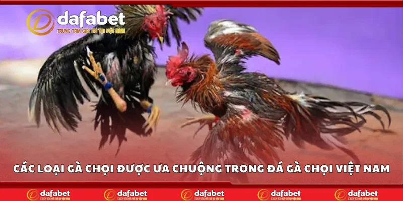 Các loại gà chọi được ưa chuộng trong đá gà chọi Việt Dafabet