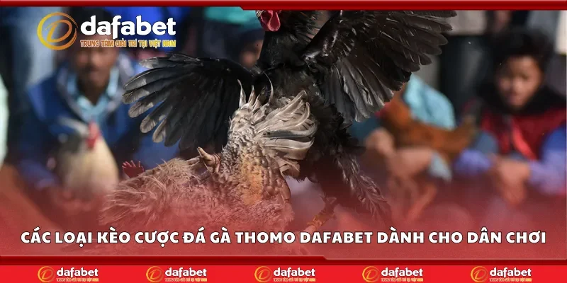 Các loại kèo cược đá gà thomo Dafabet dành cho dân chơi