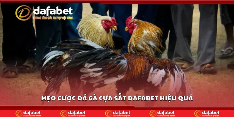Các mẹo cược đá gà cựa sắt Dafabet hiệu quả