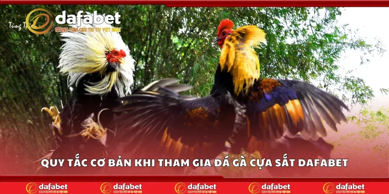 Các quy tắc cơ bản khi tham gia đá gà cựa sắt Dafabet