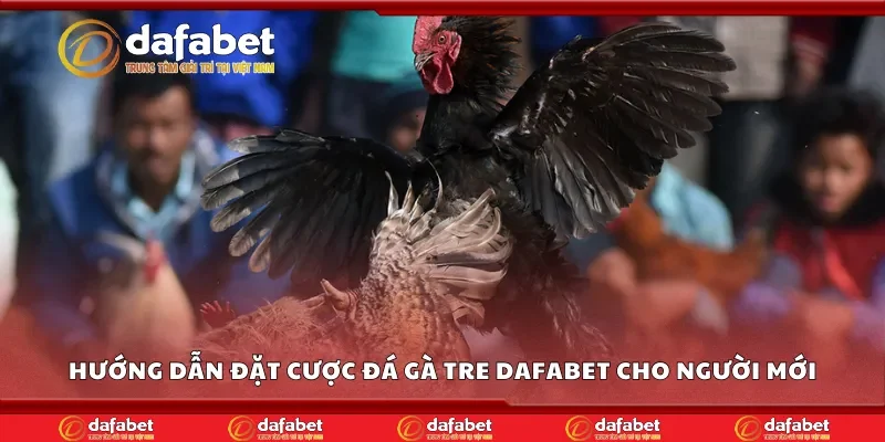 Cách đặt cược đá gà tre Dafabet cho người mới