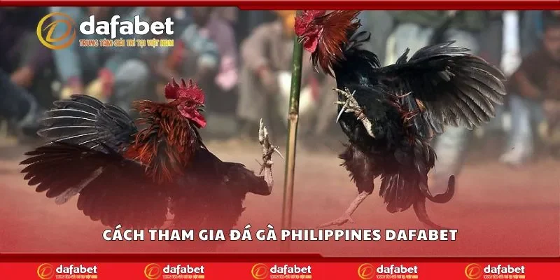 Cách tham gia đá gà philippines Dafabet