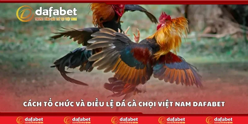 Cách tổ chức và điều lệ đá gà chọi Việt Nam Dafabet
