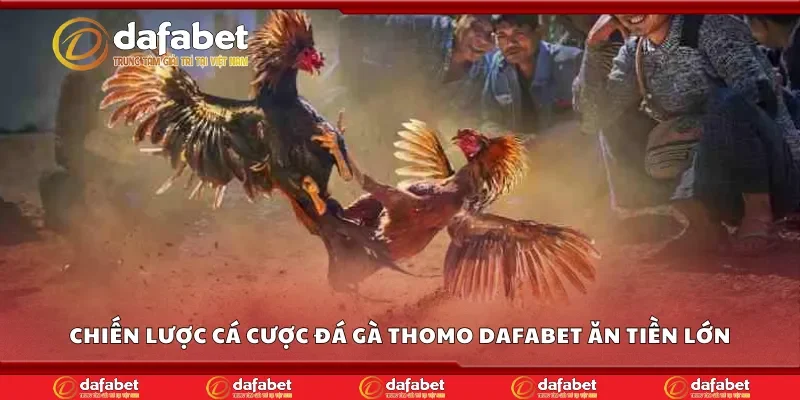 Chiến lược cá cược đá gà thomo Dafabet ăn tiền lớn