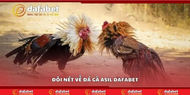 Đôi nét về đá gà asil Dafabet