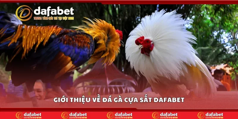 Giới thiệu về đá gà cựa sắt Dafabet
