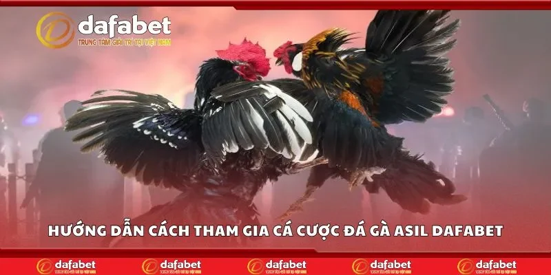 Hướng dẫn cách tham gia cá cược đá gà asil Dafabet