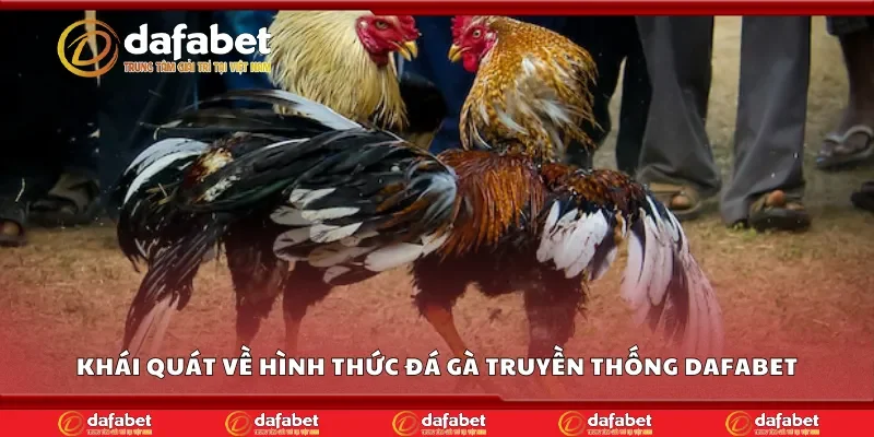Khái quát về hình thức đá gà truyền thống Dafabet