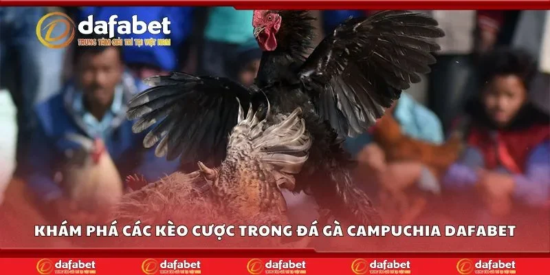 Khám phá các kèo cược trong đá gà campuchia Dafabet