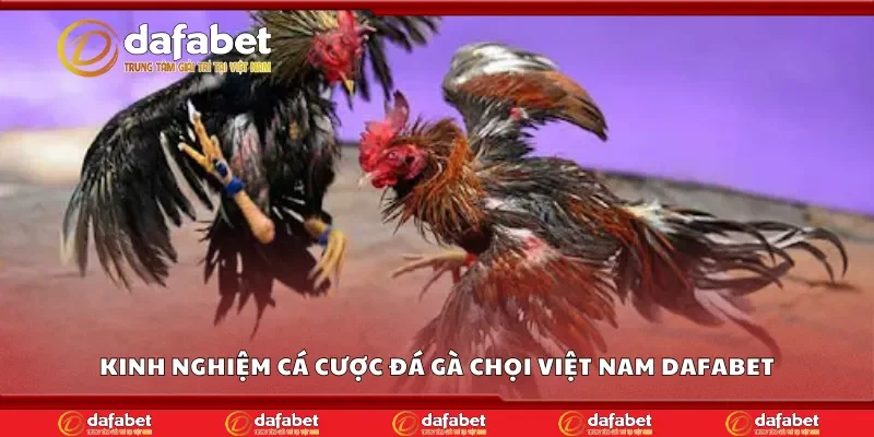 Kinh nghiệm cá cược đá gà chọi Việt Nam Dafabet