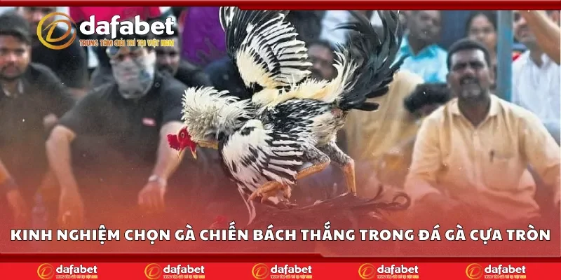 Kinh nghiệm chọn gà chiến bách thắng trong đá gà cựa tròn