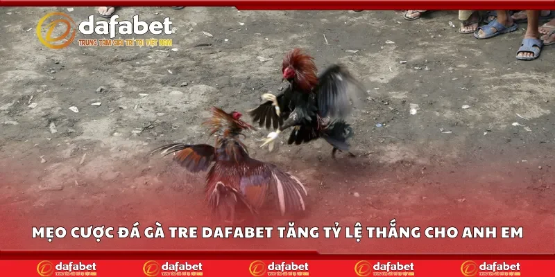 Mẹo cược đá gà tre Dafabet tăng tỷ lệ thắng cho anh em