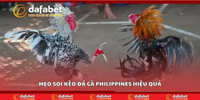 Mẹo soi kèo đá gà philippines hiệu quả