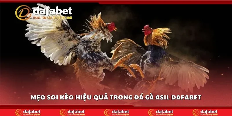Mẹo soi kèo hiệu quả trong đá gà asil Dafabet