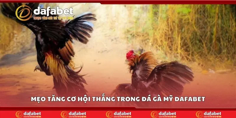 Mẹo tăng cơ hội thắng trong đá gà mỹ Dafabet