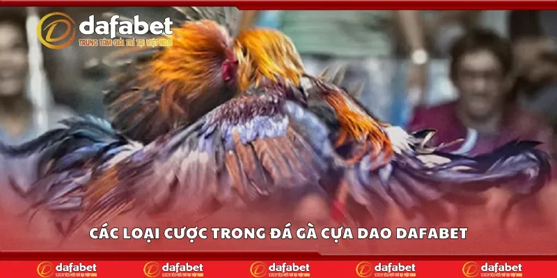 Một số loại cược trong đá gà cựa dao Dafabet