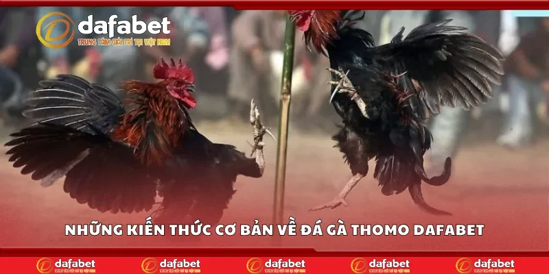 Những kiến thức cơ bản về đá gà thomo Dafabet