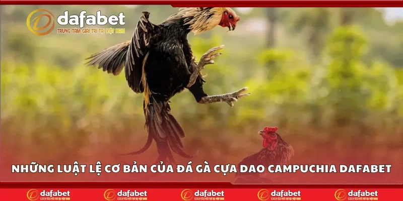 Những luật lệ cơ bản của đá gà cựa dao Campuchia Dafabet