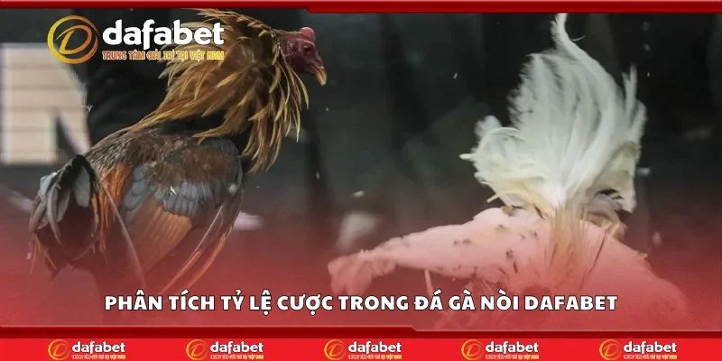 Phân tích tỷ lệ cược trong đá gà nòi Dafabet