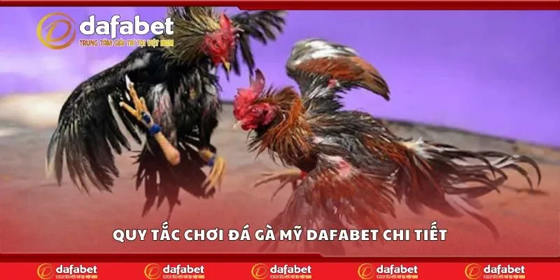 Quy tắc chơi đá gà mỹ Dafabet chi tiết