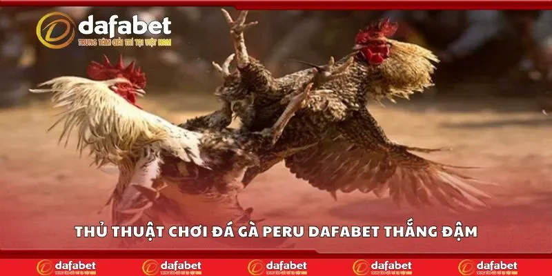 Thủ thuật chơi đá gà peru Dafabet thắng đậm