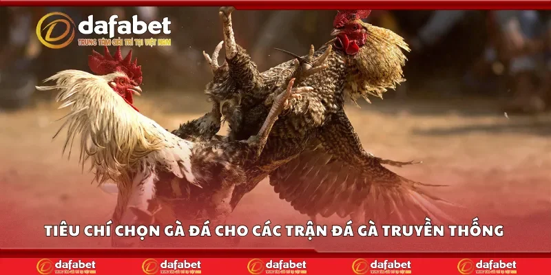 Tiêu chí chọn gà đá cho các trận đá gà truyền thống Dafabet