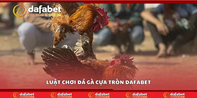 Tìm hiểu luật chơi đá gà cựa tròn Dafabet
