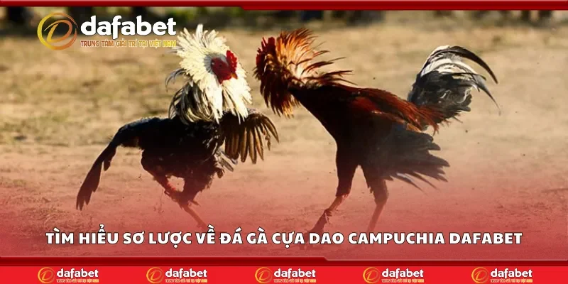 Tìm hiểu sơ lược về đá gà cựa dao Campuchia Dafabet