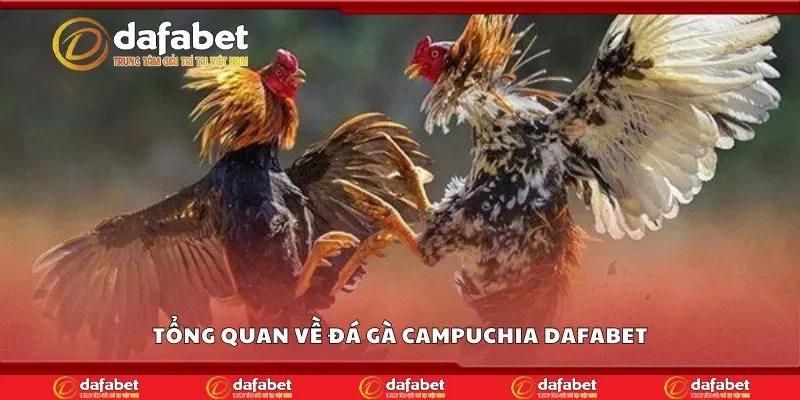 Tổng quan về đá gà campuchia Dafabet