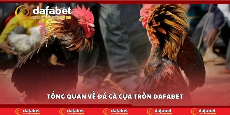 Tổng quan về đá gà cựa tròn Dafabet