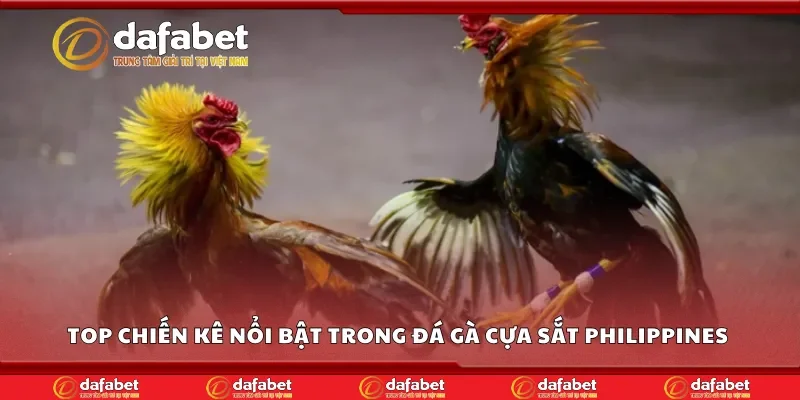 Top những chiến kê nổi bật trong đá gà cựa sắt Philippines Dafabet