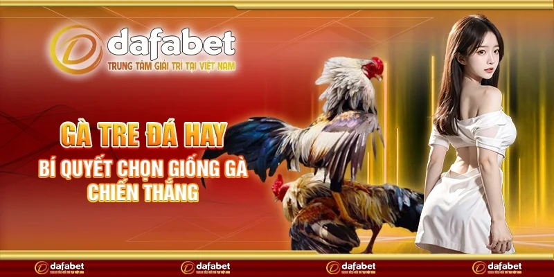 Gà tre đá hay - Bí quyết chọn giống gà chiến thắng