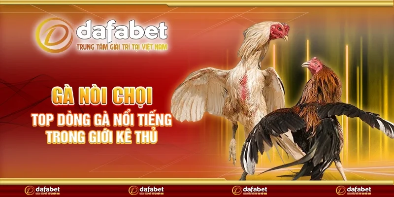 Gà nòi chọi - Top dòng gà nổi tiếng trong giới kê thủ