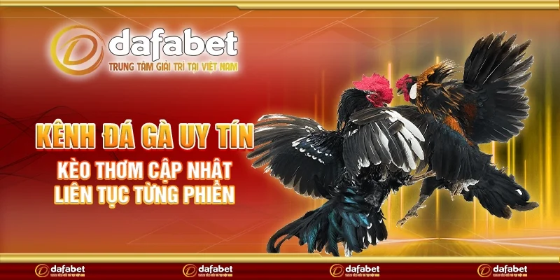 Kênh đá gà uy tín - Kèo thơm cập nhật liên tục từng phiên