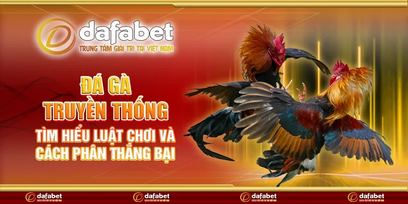 Đá gà truyền thống - Tìm hiểu luật chơi và cách phân thắng bại