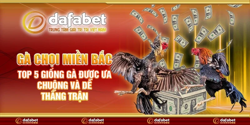 Gà chọi miền Bắc – Top 5 giống gà được ưa chuộng và dễ thắng trận
