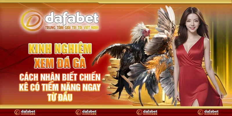 Kinh nghiệm xem đá gà – Cách nhận biết chiến kê có tiềm năng ngay từ đầu