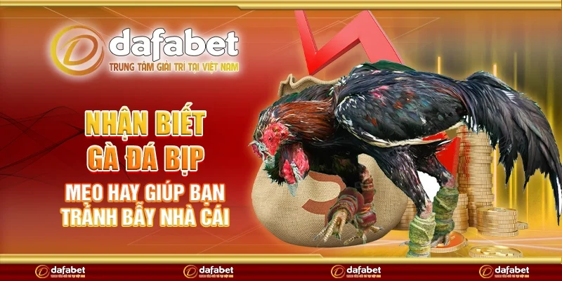 Nhận biết gà đá bịp – Mẹo hay giúp bạn tránh bẫy nhà cái