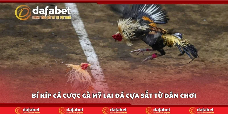 Bí kíp cá cược gà Mỹ lai đá cựa sắt từ dân chơi