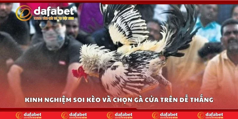 Bí kíp soi kèo và chọn gà cửa trên dễ thắng