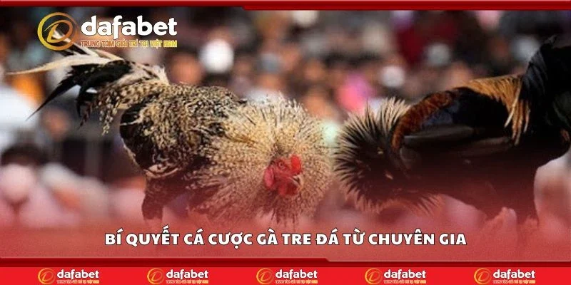 Bí quyết cá cược gà tre đá từ chuyên gia