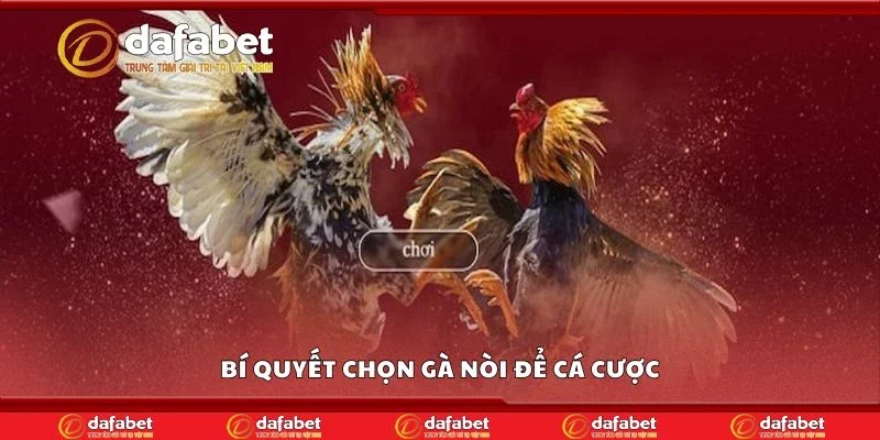 Bí quyết chọn gà nòi để cá cược