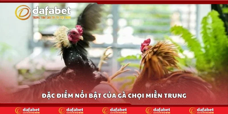 Các đặc điểm nổi bật của gà chọi miền Trung