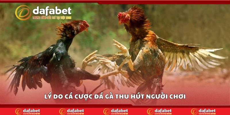Các lý do cá cược đá gà thu hút người chơi